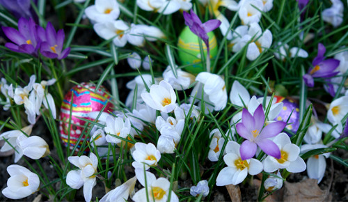 Vårblommor och påskägg.